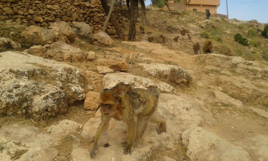 Riad Cascades D'Ouzoud Εξωτερικό φωτογραφία